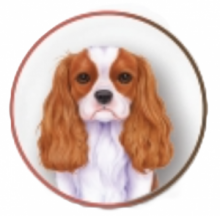 KING CHARLES SPANIEL CIOTOLA