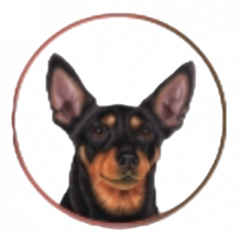 PINSCHER CIOTOLA