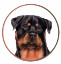 ROTTWEILER CIOTOLA