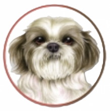 SHIH TZU CIOTOLA