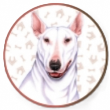 BULL TERRIER CIOTOLA